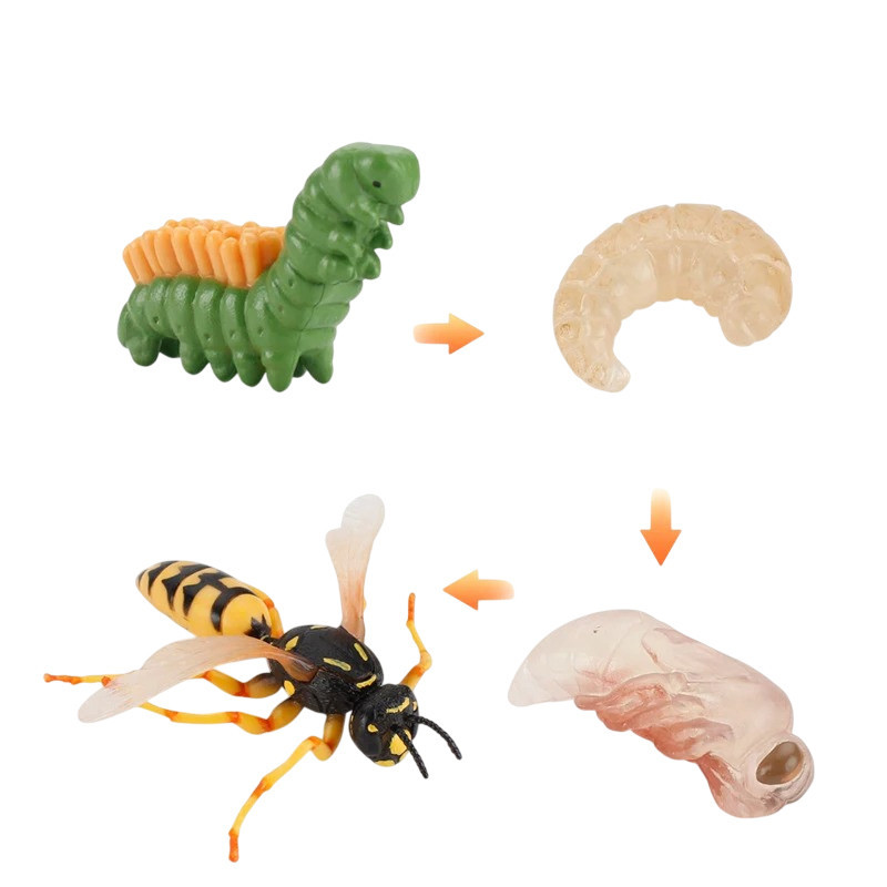 Figuras del Ciclo de Vida del Avispón | Aprendizaje Divertido