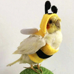 Disfraz de Abeja para Pájaros | Divertido, Cómodo y Original