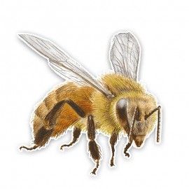 Pegatina Sticker de Abeja Realista para Coche y Moto | 14x14cm