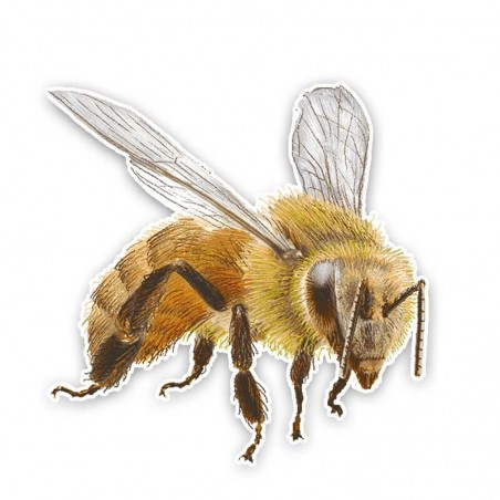 Pegatina Sticker de Abeja Realista para Coche y Moto | 14x14cm