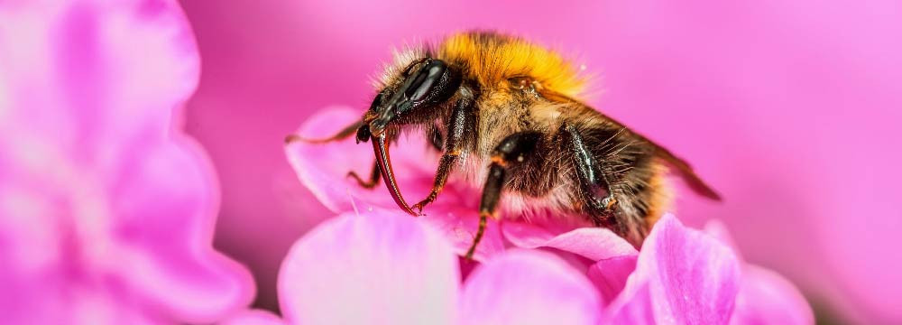 Disfraz de abeja, mascotas de evento, ninos y adultos