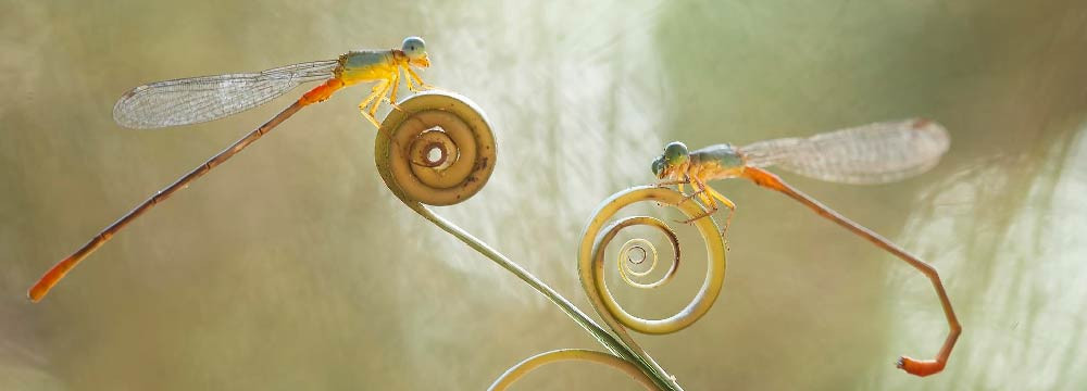 Pendientes libelula, joyas nature e idea de regalo