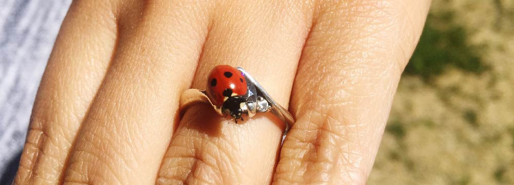 Anillo mariquita, sortija de la suerte e idea de regalo