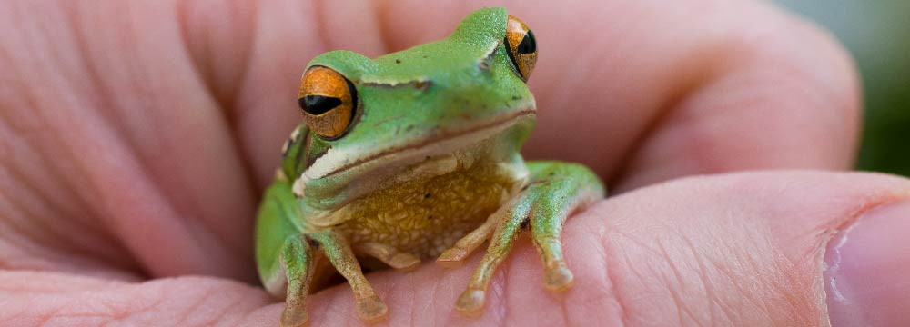 Anillo rana, sortija nature y joya porte-bonheur