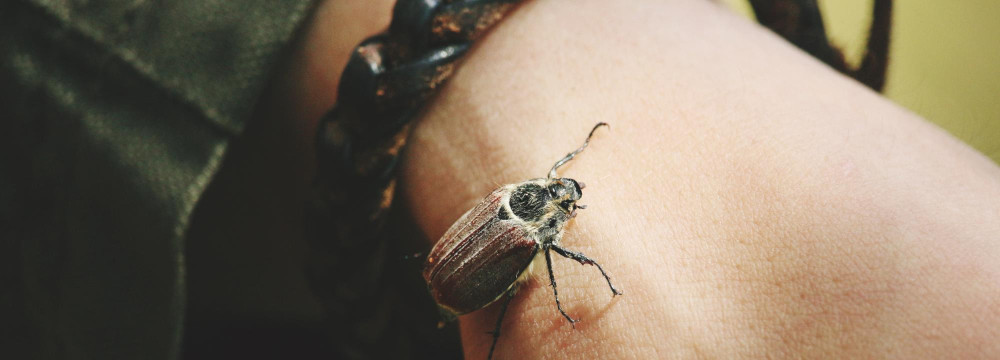 Pulsera escarabajo, joya egipcia en la muneca y de proteccion