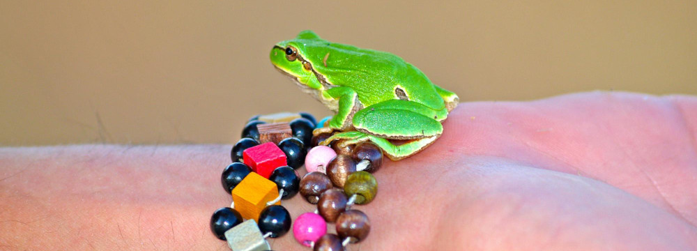 Pulsera rana, joya nature en la muneca e idea de regalo