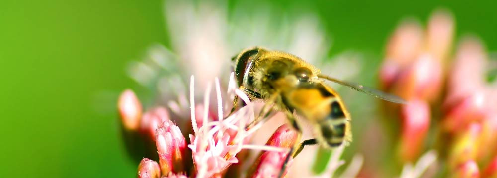 Joyas de abeja: anillos, collares, pulseras e ideas de regalo