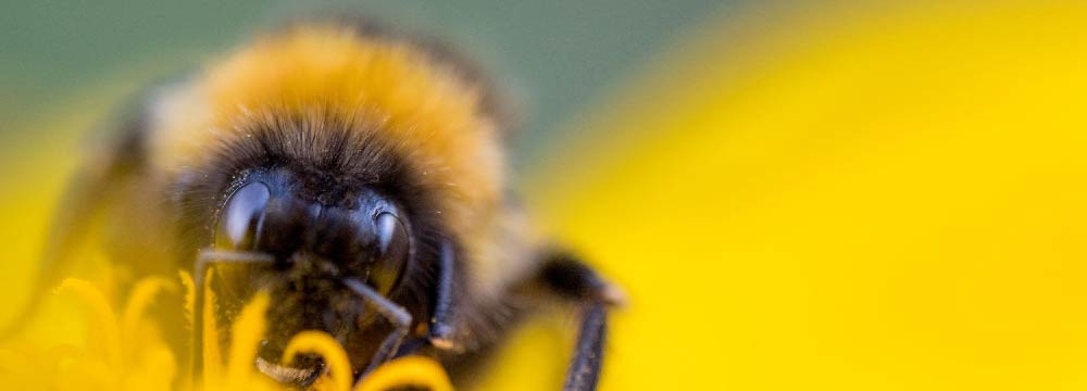 Disfraz de abeja adulto, disfraz hombre y mujer