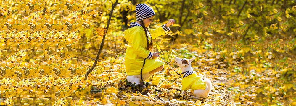 Ropa de abeja para mascotas, disfraz perro y gato