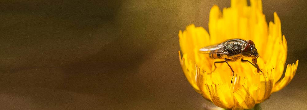 Reloj de abeja: mujer, motivo delicado, idea de regalo