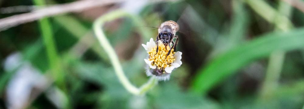 Gemelos de abeja: elegancia masculina natural