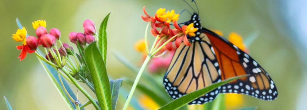 Joyas mariposa, collares, pendientes, deco y regalos nature