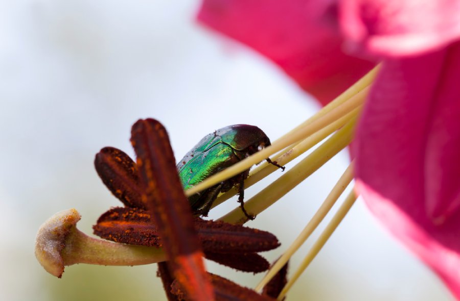 El escarabajo aliado del jardin y de la biodiversidad