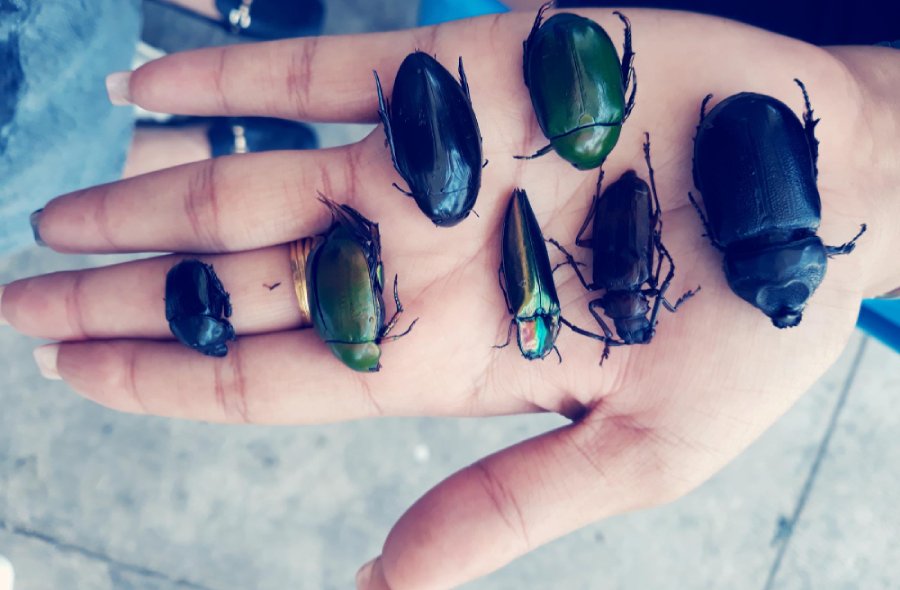 Joyas y accesorios inspirados en el escarabajo y la naturaleza