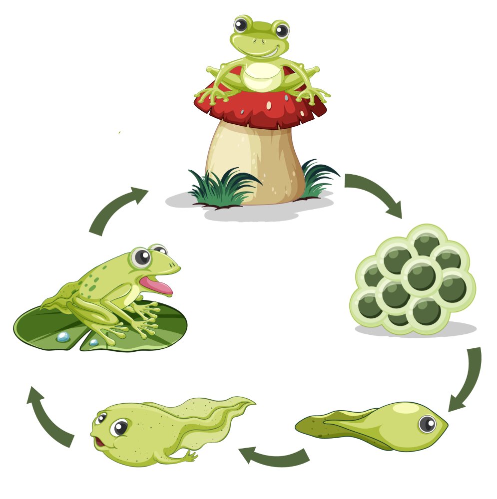 La rana aliada del jardin y de la biodiversidad