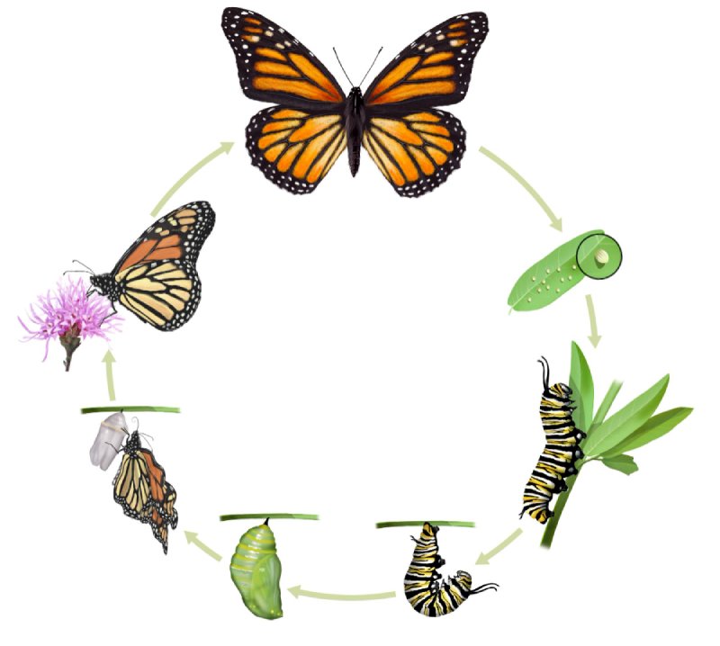 Joyas y accesorios inspirados en la mariposa y sus colores