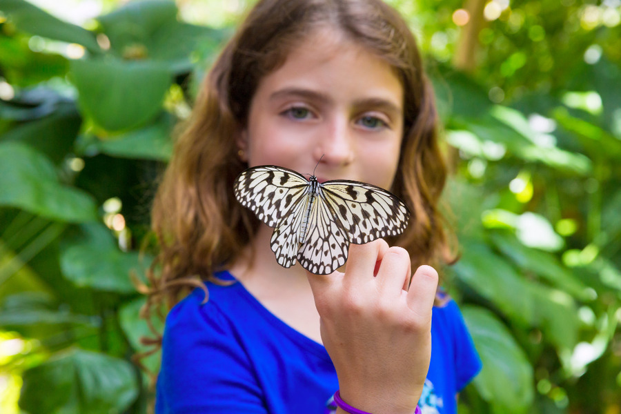 La mariposa polinizadora aliada del jardin y de la biodiversidad