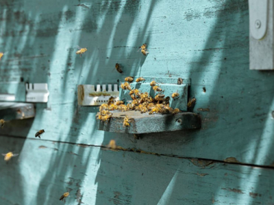 ¿Nido de avispas o enjambre de abejas? ¿Cómo reaccionar?