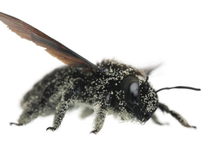¿Qué es una Abeja Carpintera o Xilocopa?