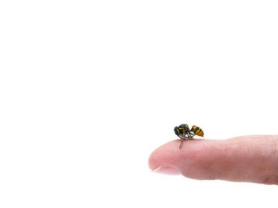 ¿Muere una abeja después de picar?