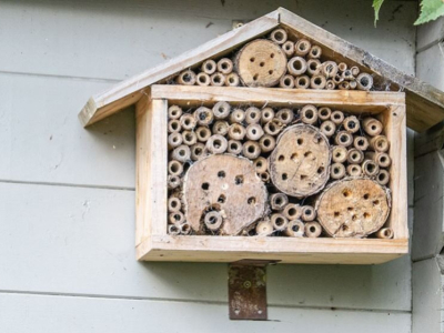 ¿Qué es un hotel o una casa para insectos?
