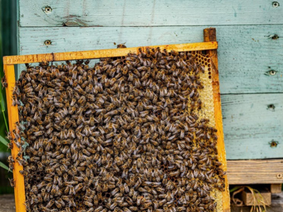 Todo sobre la cera de abeja
