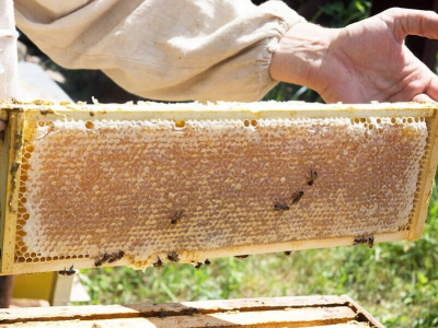 ¿Qué es la cera de abeja?