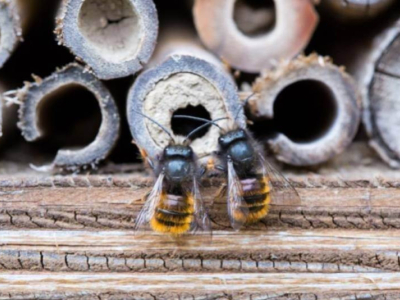 ¿Qué es una abeja solitaria?