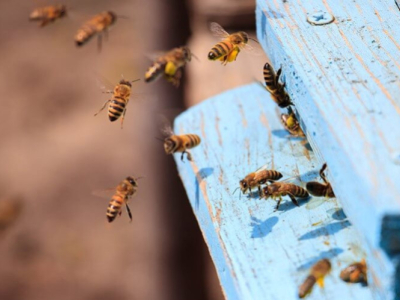 ¿Cuántas abejas hay en una colmena?