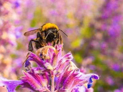 ¿Qué es una abeja? ¡Te lo contamos todo!