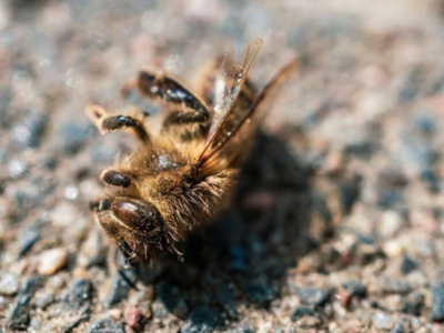 ¿Cuántas abejas mueren al día?
