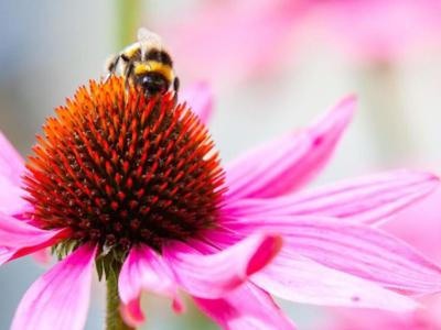 ¿Cómo se comunican las abejas entre sí?