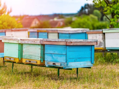 ¿Cuántas abejas mueren cada año?