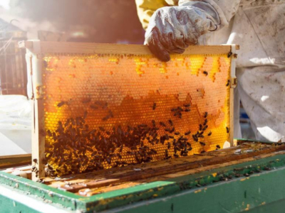 ¿Cuántas abejas para 1 kg de miel?