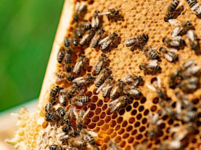 ¿Cuántas abejas hay en el mundo?