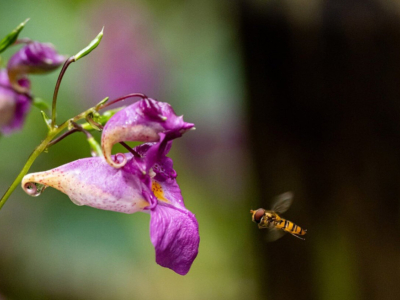 ¿Cómo reconocer las colmenas de abejas silvestres?