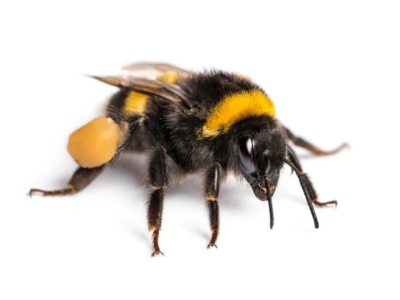 Descubre el zángano, la abeja macho en la colmena!