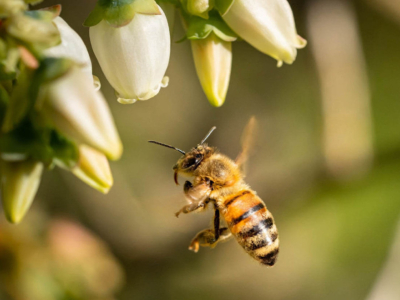 El ciclo de desarrollo de las abejas