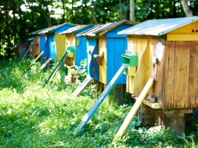 ¡Descubre quiénes son los amigos polinizadores de las abejas!