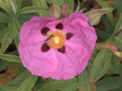 El sírfido: ¡esta mosca disfrazada de avispa que salva tu jardín!