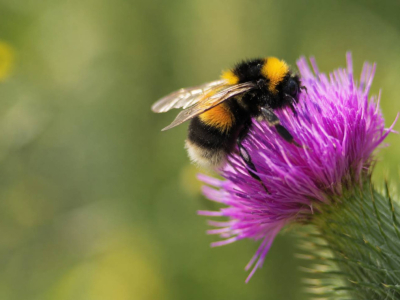 Abejas y mariposas: 4 gestos concretos para salvarlas desde su jardín