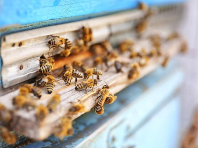 ¿Abeja o avispa: cómo reconocerlas?
