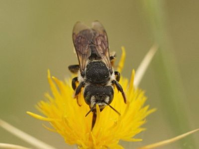 ¿Qué es la abeja solitaria? Descubre su importancia